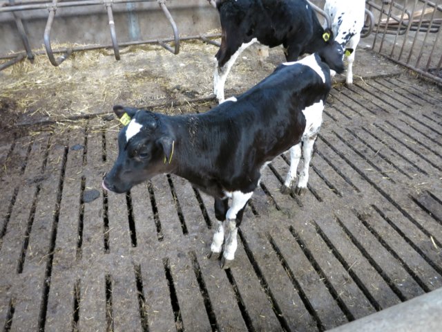 HWK Wekerom015.jpg